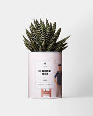 Cactus 100% Personnalisable - Ay Cactus