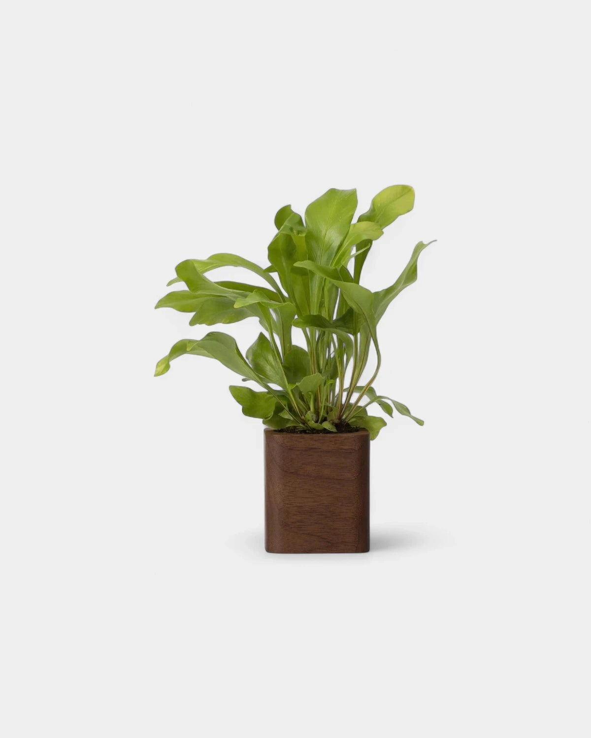 Pot cubique à personnaliser