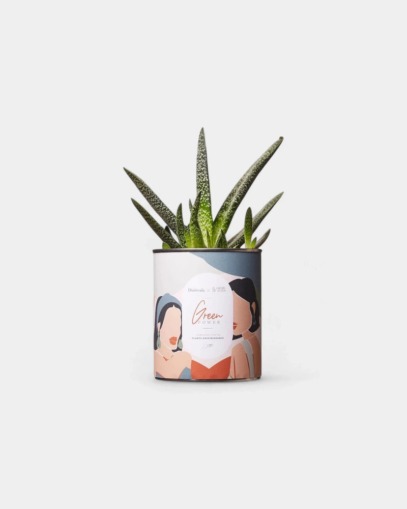 Cactus 100% personnalisable Diaiwaie