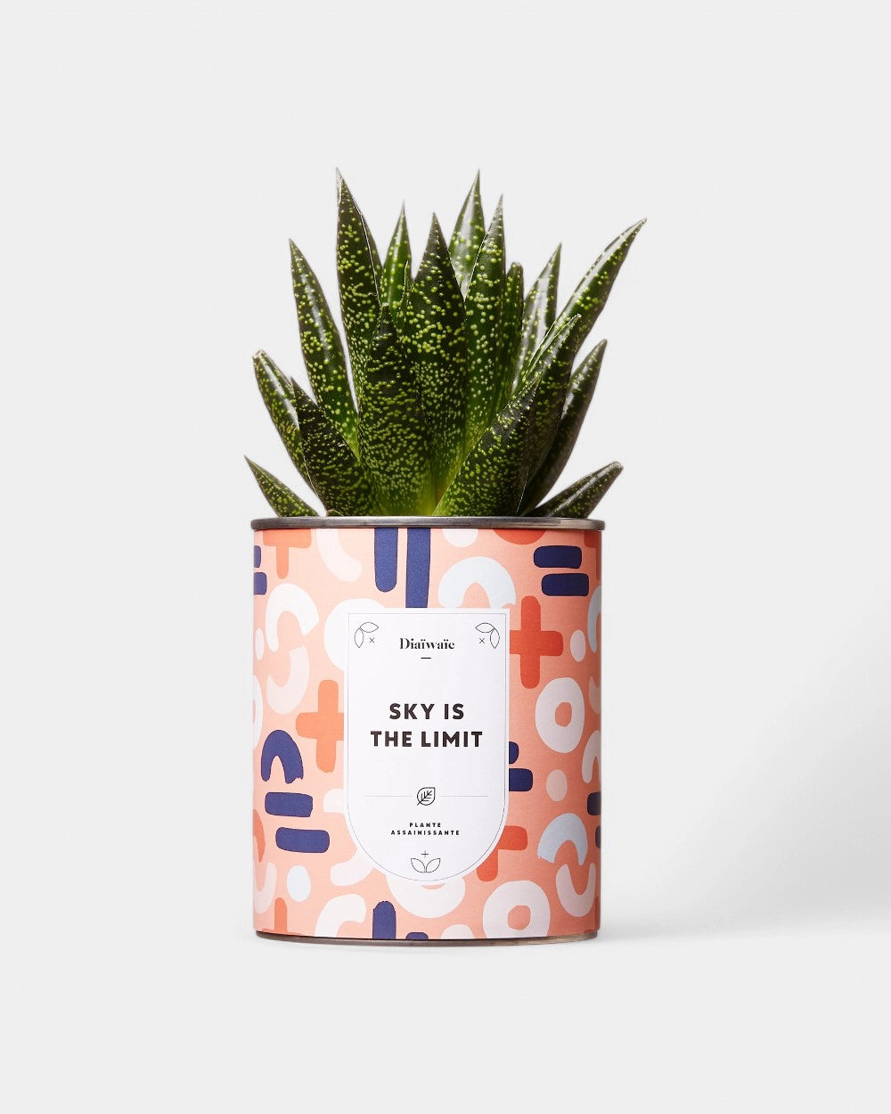 Cactus 100% personnalisable Diaiwaie